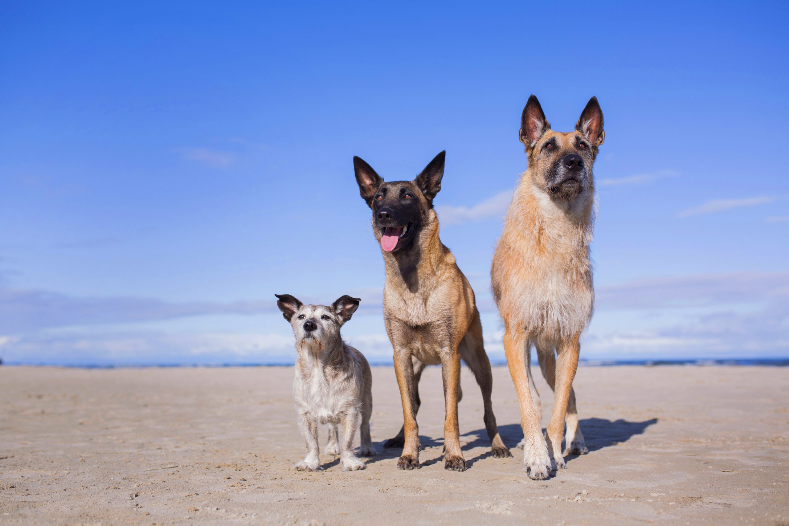 Urlaub mit Hund | Ostsee Usedom | Ferienwohnung Steinteichmühle